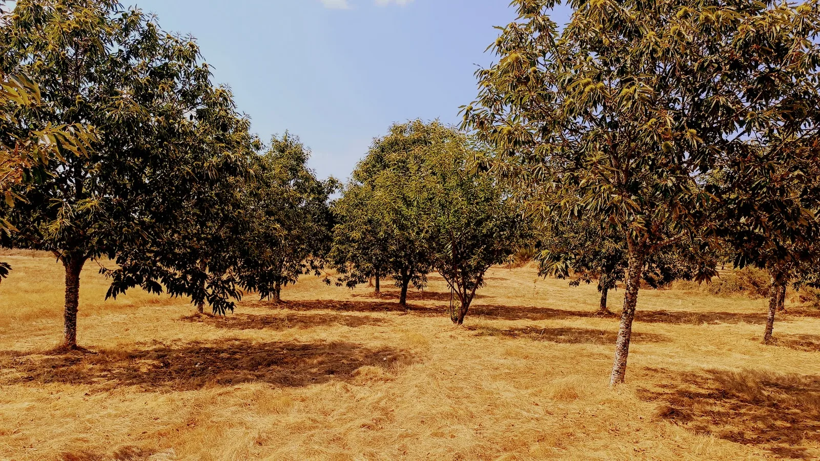 Fileiras de árvores num pomar iluminado pelo sol, com relva seca no chão.