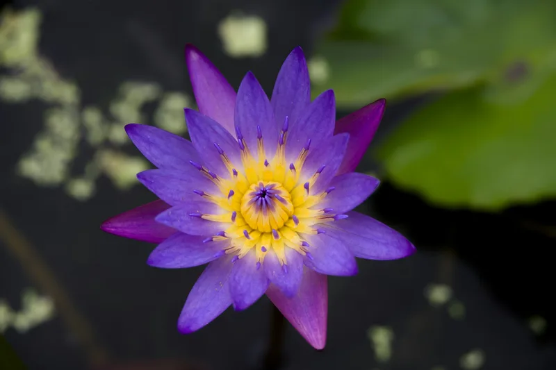 Flor de lótus roxa em água, com folhas verdes desfocadas ao fundo.